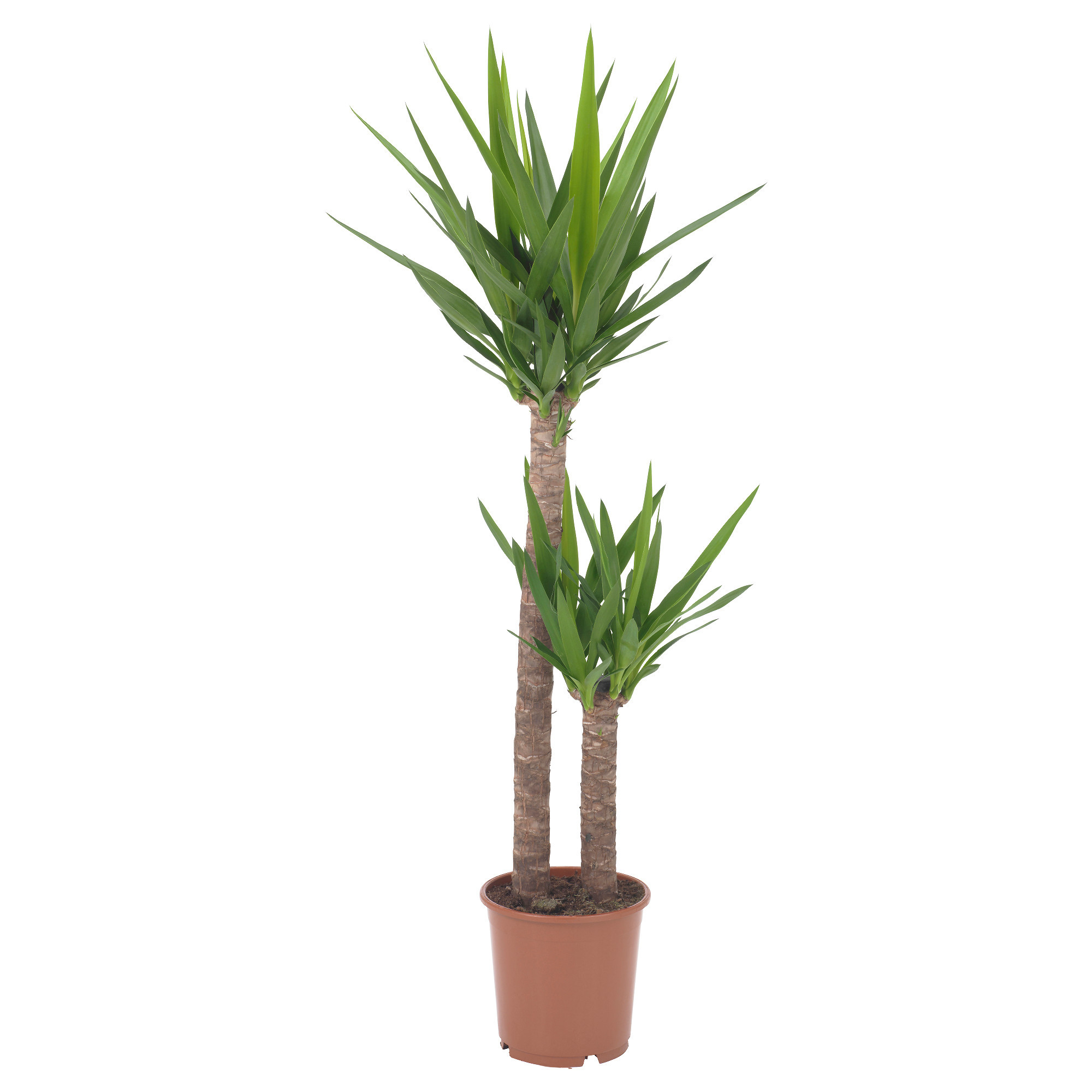 Yucca Elephantipes Potted Plant Spineless Yucca/2 Stem 24 Cm