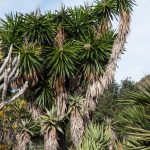 Yucca Gigantea – Wikipedia