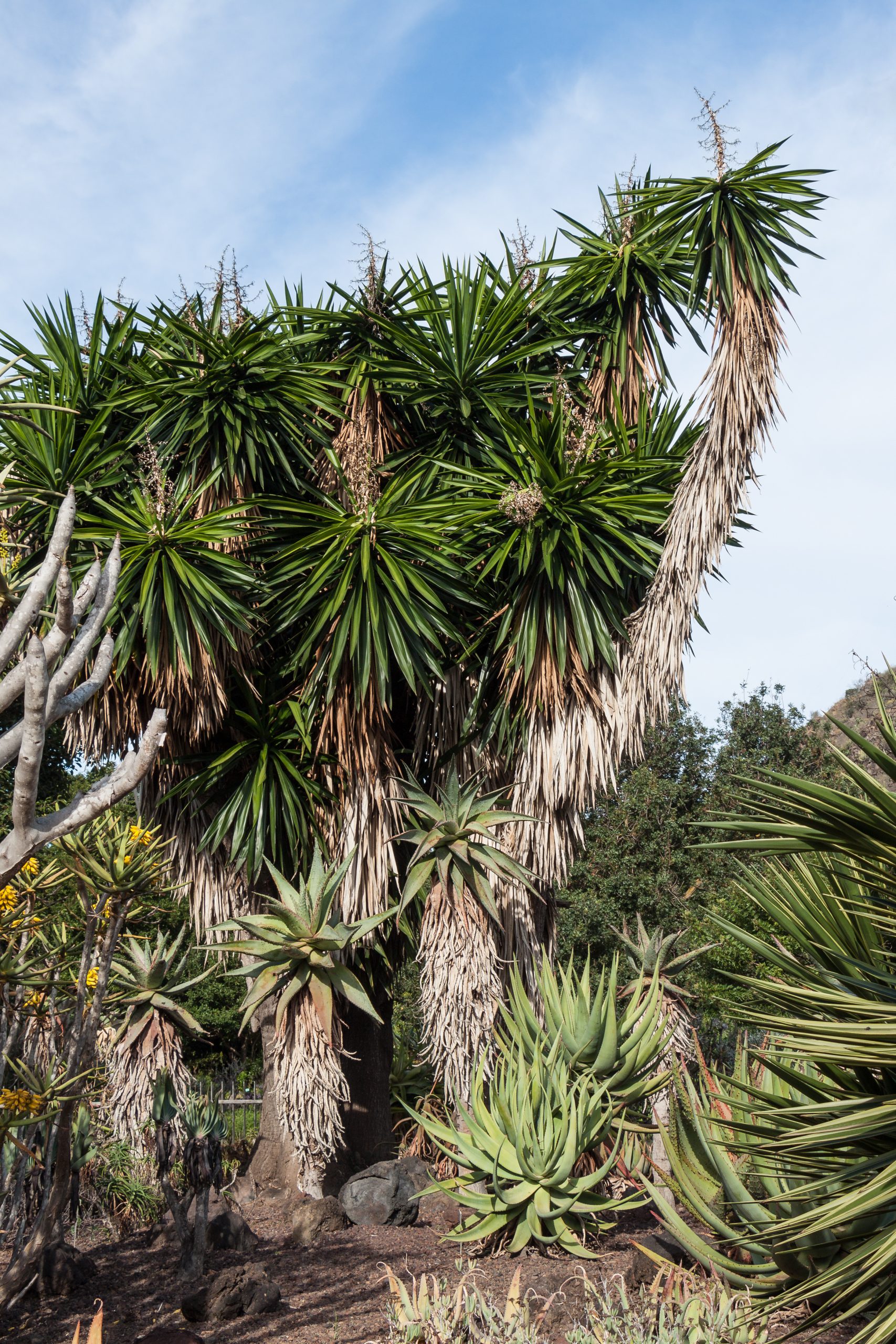 Yucca Gigantea – Wikipedia