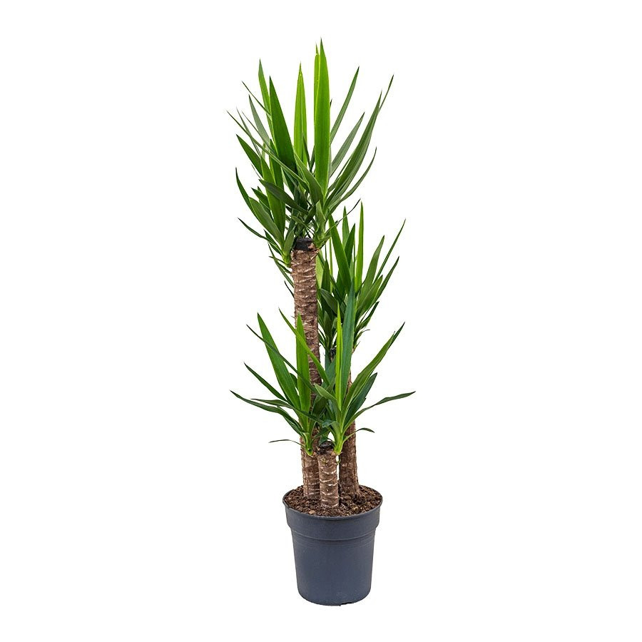 Yucca Large Plants Cane Plants For Sale Online – Buy Now Totally