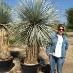 Yucca Rostrata