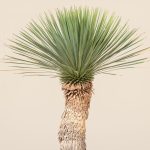 Yucca Rostrata – Beaked Yucca, Big Bend Yucca