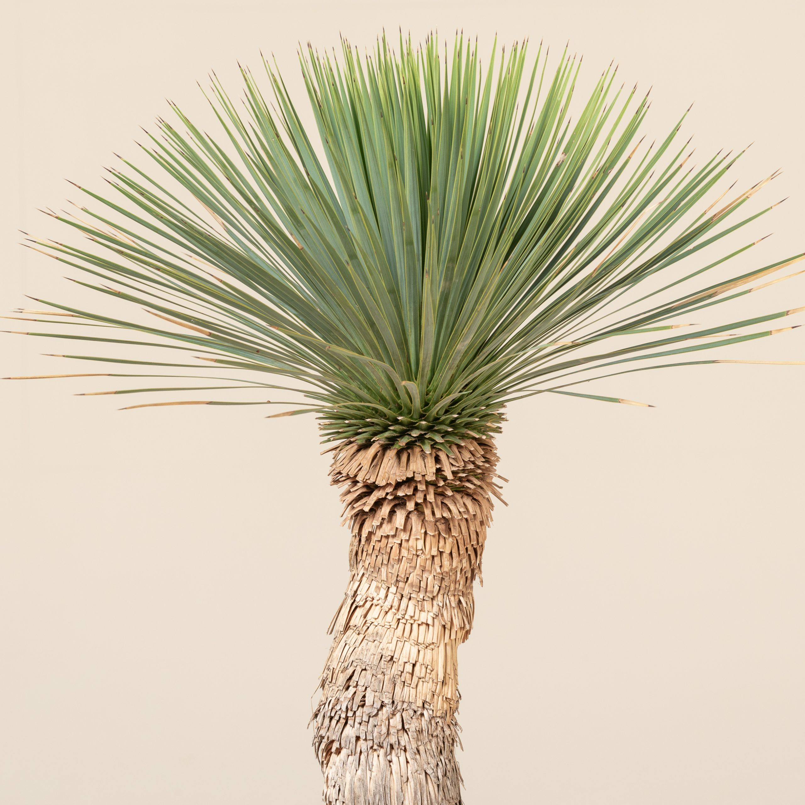 Yucca Rostrata - Beaked Yucca, Big Bend Yucca