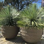 Yucca Rostrata (Beaked Yucca) • World Of Succulents