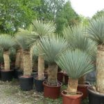 Yucca Rostrata (Beaked Yucca) • World Of Succulents | Yucca