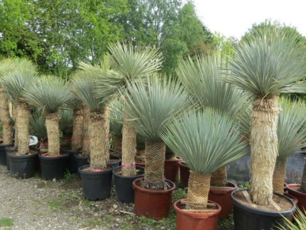 Yucca Rostrata (Beaked Yucca) • World Of Succulents | Yucca