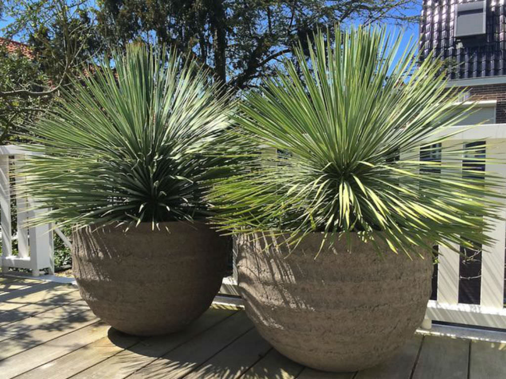 Yucca Rostrata (Beaked Yucca) • World Of Succulents