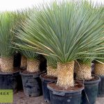 Yucca Rostrata (Blue Beaked Yucca)