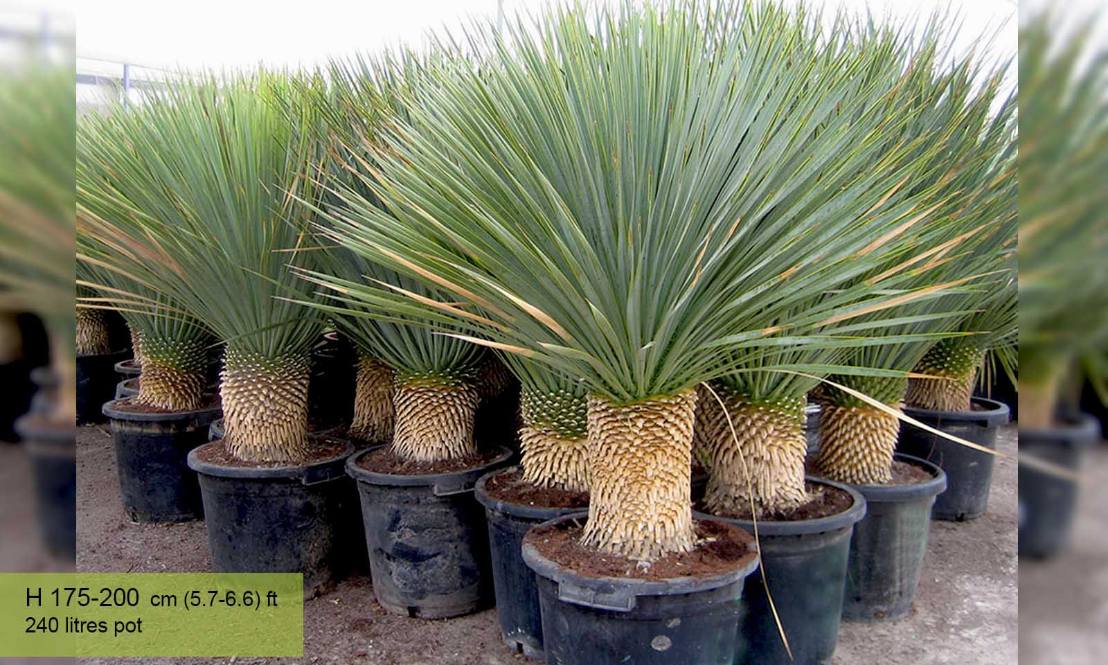 Yucca Rostrata (Blue Beaked Yucca)