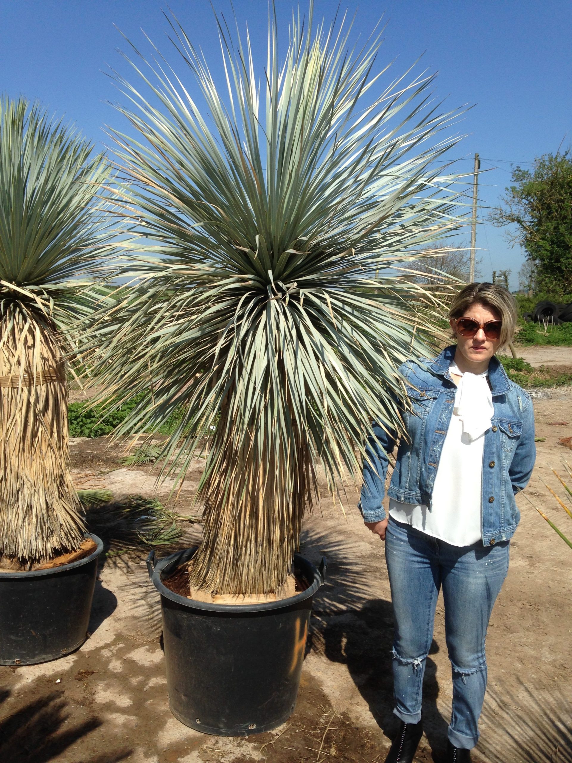 Yucca Rostrata