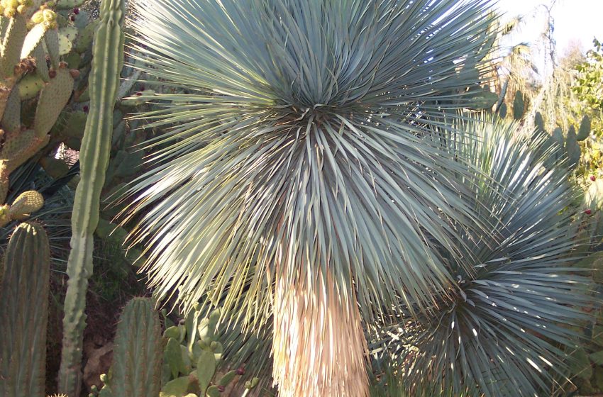  Yucca Rostrata Plant