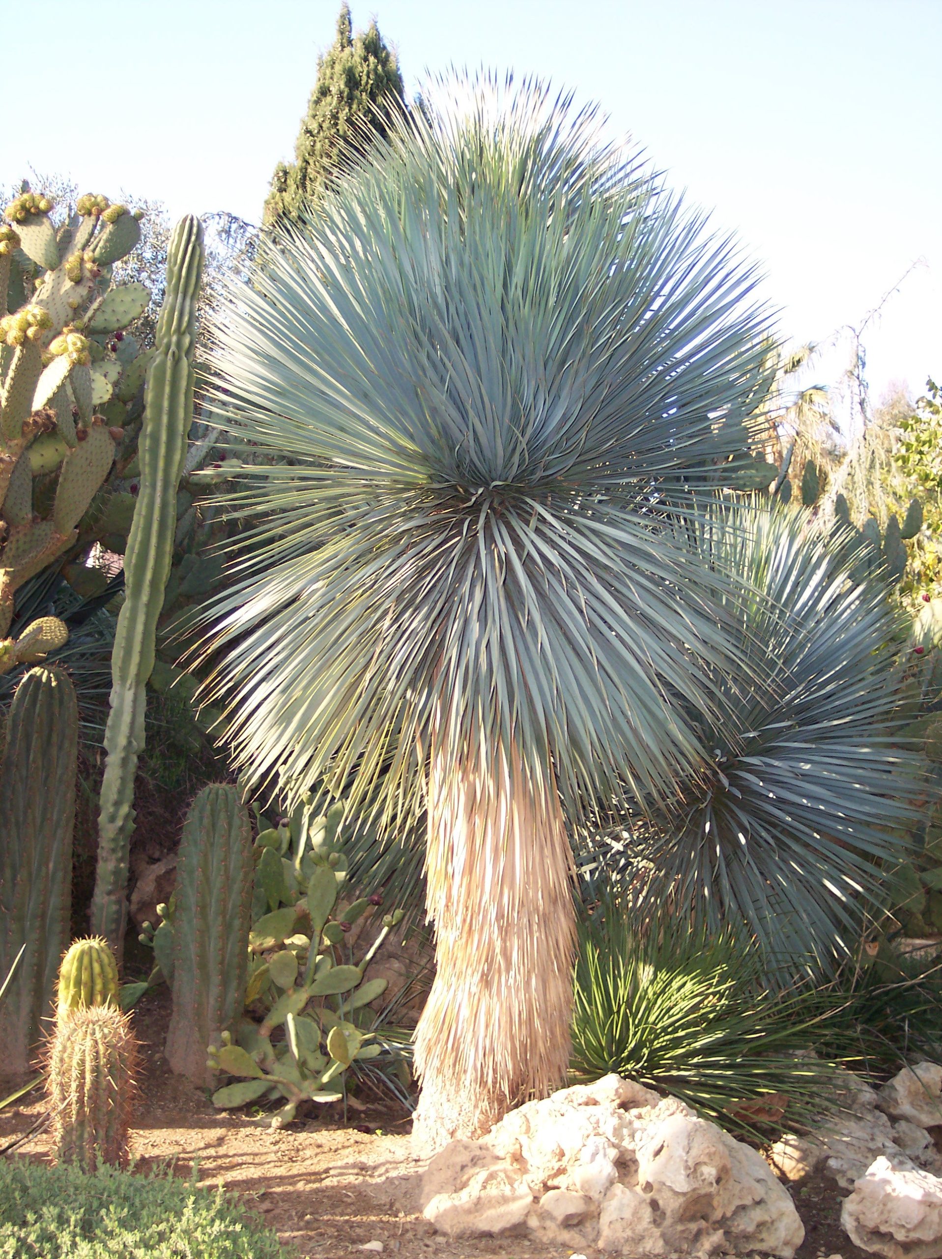 Yucca Rostrata - Wikipedia