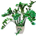 Zz Plant Care Instructions: How To Grow Zz Plants