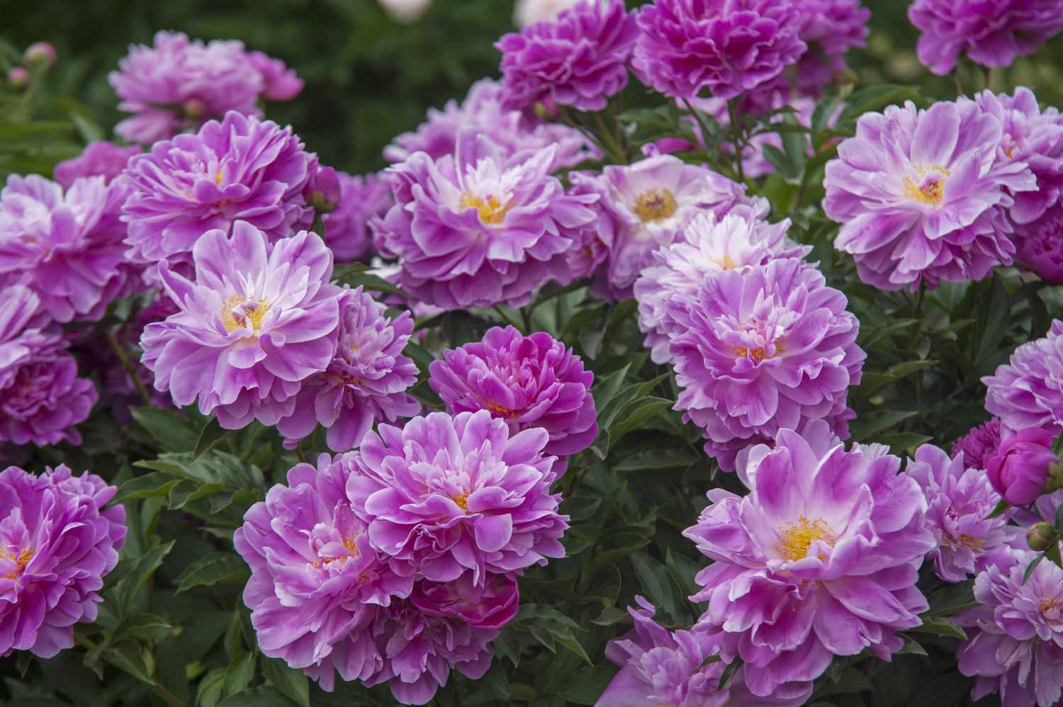 10 Foolproof Perennial Plants For The Northeast U.s.