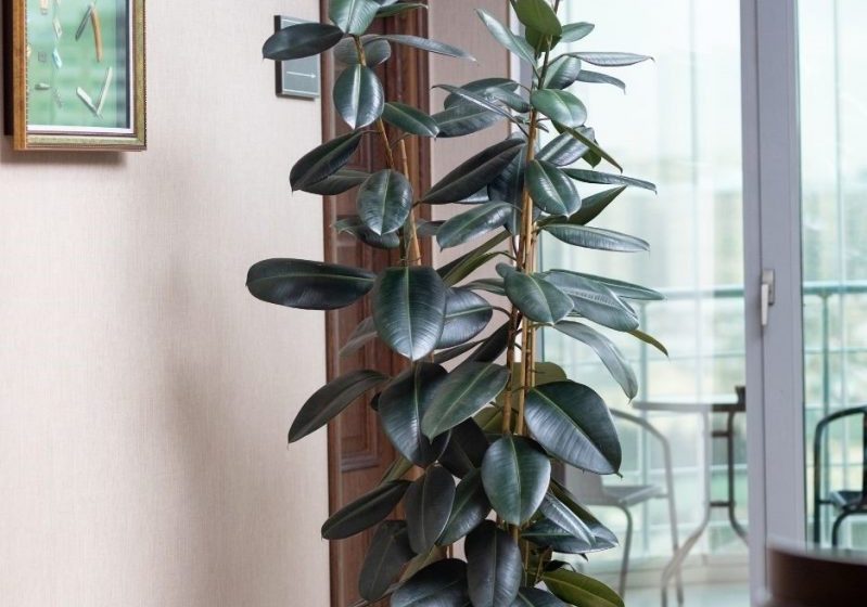  Rubber Tree Plant