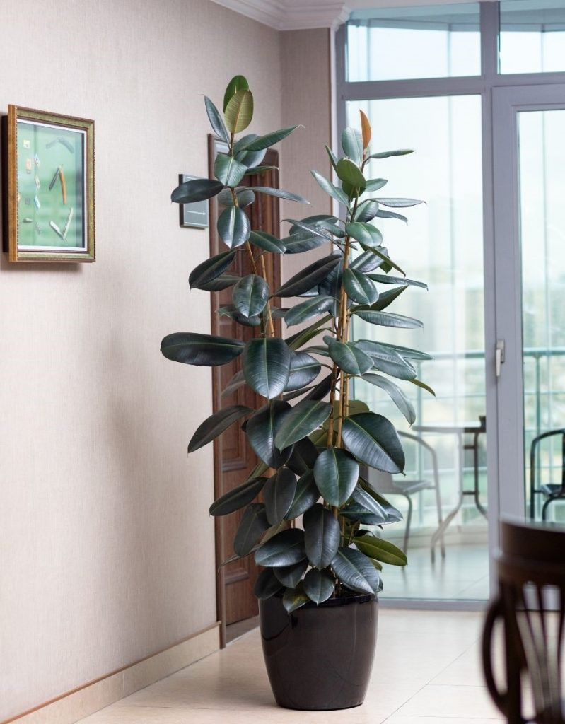 10 Tips For Rubber Plant Care: Make Your Rubber Plant Thrive