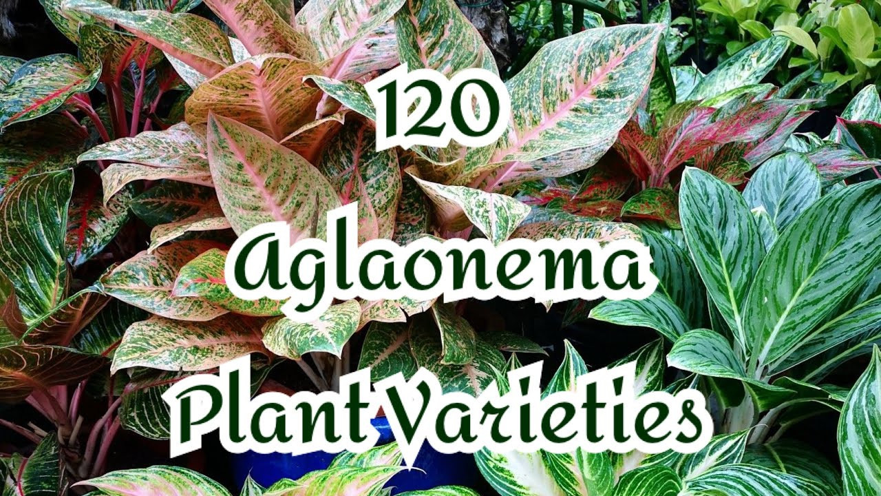 120 Aglaonema Plant Varieties/Collection 🌱