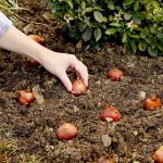 14 Tips For Planting Bulbs To Ensure A Beautiful Display