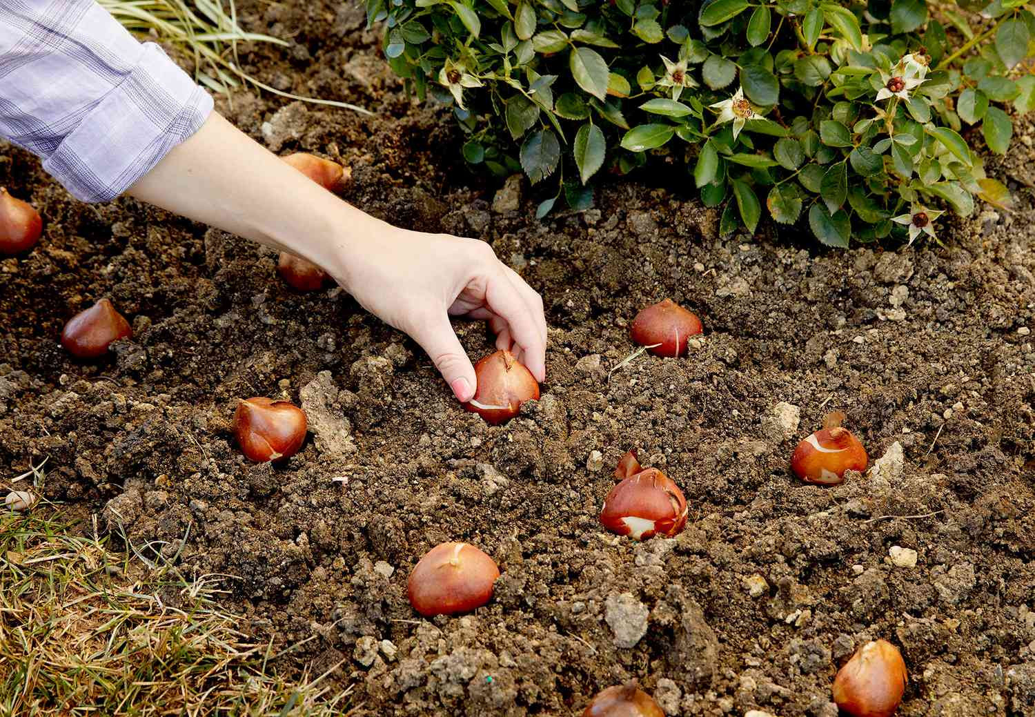 14 Tips For Planting Bulbs To Ensure A Beautiful Display