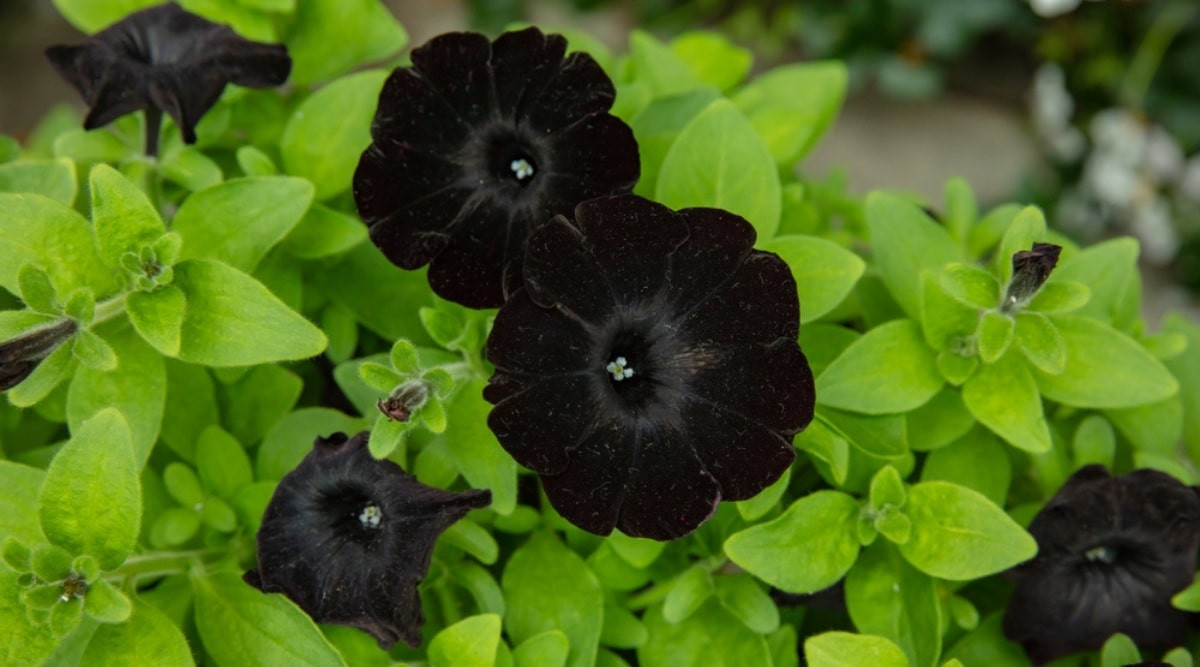 15 Black Perennial Flowers To Plant In Your Garden