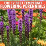 17 Flowering Perennials That Will Grow Anywhere | Gardener'S Path