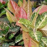 18 Types Of Aglaonema/Aglaonema Plants Varieties / Aglaonema Varieties |  Care Tips