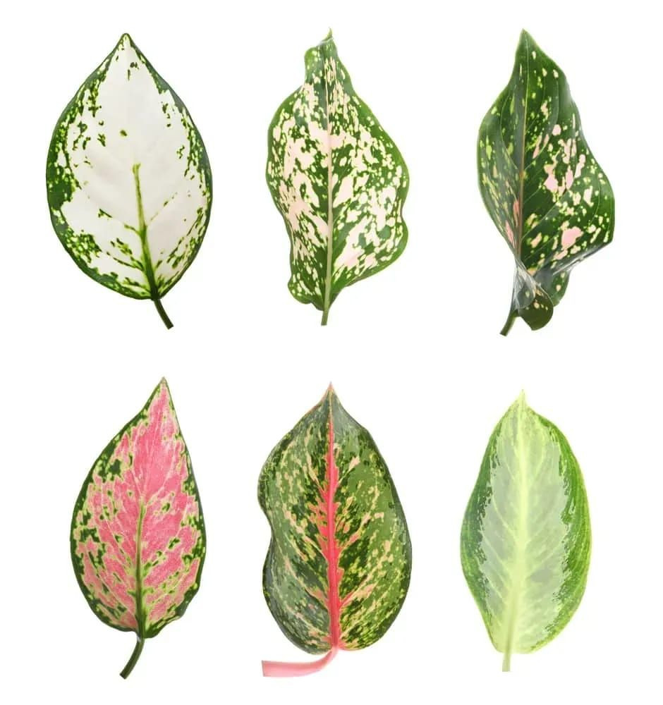 20+ Aglaonema Varieties – Chinese Evergreen Types Species List