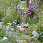 20 Of The Best Perennial Plants And Flowers | Bbc Gardeners World
