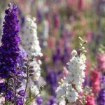 21 Tall Perennial Flowers For Your Garden