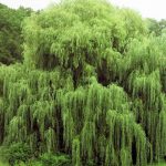 24 Golden Weeping Willow Tree Cuttings Live Plants Beautiful