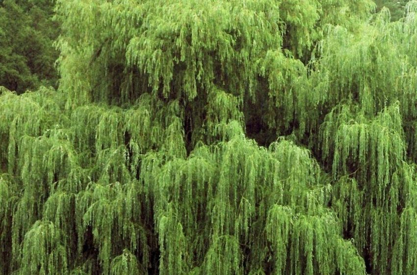  Weeping Willow Plant