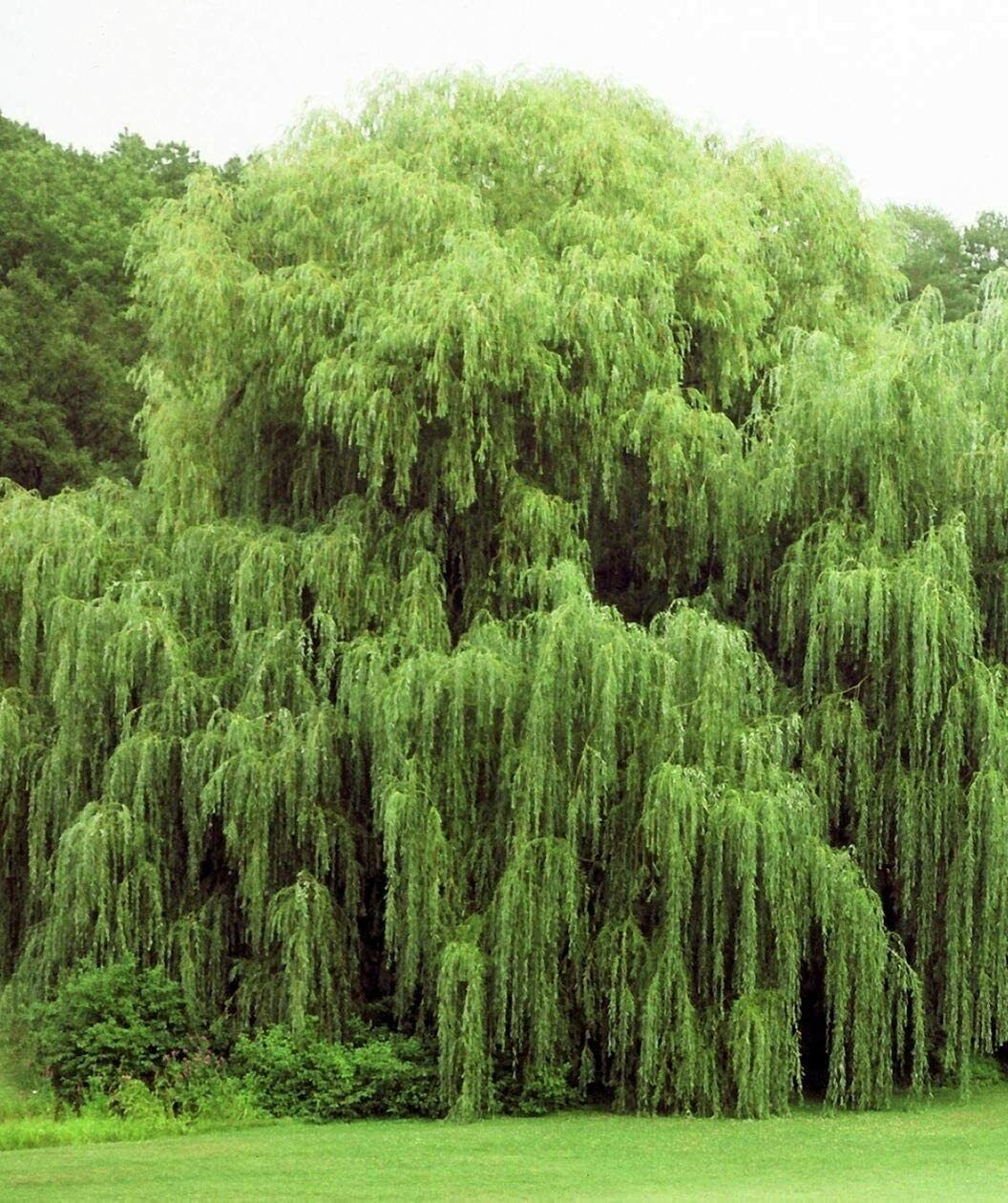 24 Golden Weeping Willow Tree Cuttings Live Plants Beautiful