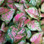 26 Best Types Of Aglaonema Plants (Chinese Evergreens) – Petal