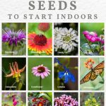 30 Flower Seeds To Start Indoors (Late Winter & Spring)
