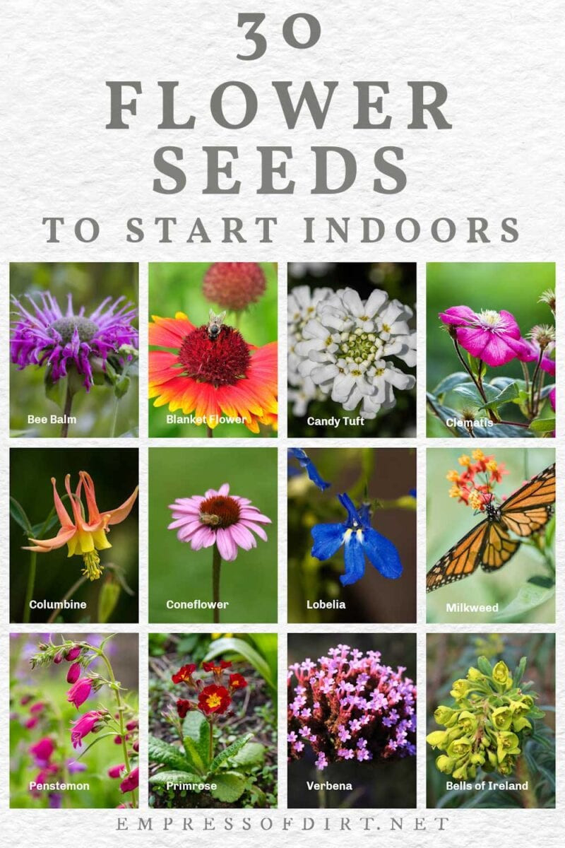 30 Flower Seeds To Start Indoors (Late Winter & Spring)