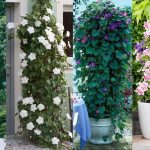 35 Best Vines For Containers | Climbing Plants For Pots
