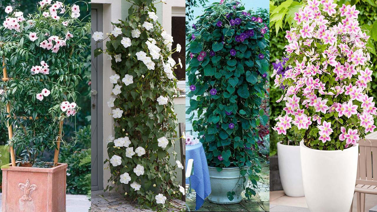 35 Best Vines For Containers | Climbing Plants For Pots