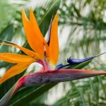5 Types Of Bird Of Paradise Plants