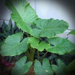 50% Discount <U.p Rm20> Colocasia Esculenta Green Plant (Small