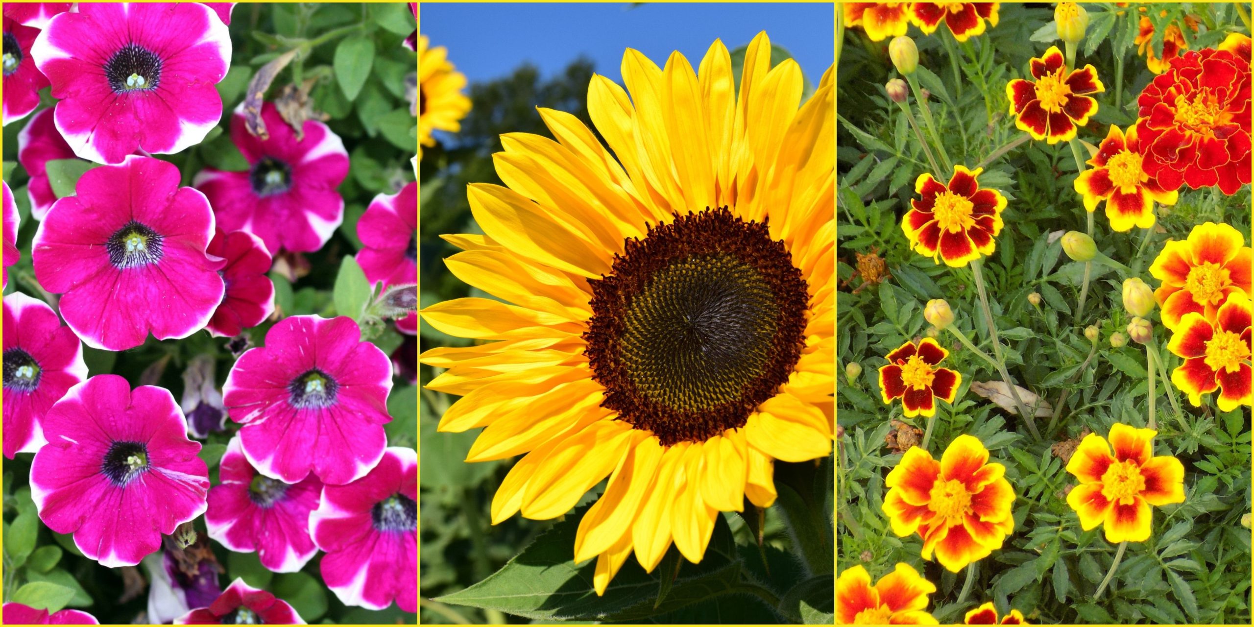 7 Fast Growing Flowers For Your Garden – Best Summer Flower Seeds