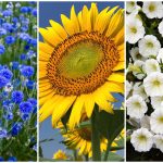 7 Fastest Growing Flower Seeds For A Summer Garden – Garden Plants