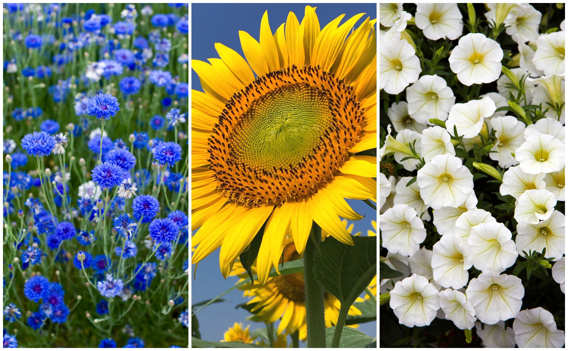 7 Fastest Growing Flower Seeds For A Summer Garden – Garden Plants