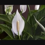 7 Reasons You Need A Peace Lily Plant In Your Home – The Week