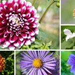 72 Perennial Flowers With Names And Pictures