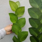 82 Lovely Tropical Climbing Plant – Rhaphidophora Hayi, Furniture