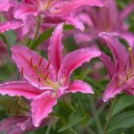 9 Types Of Garden Lilies To Grow In Your Garden