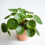 A Beginner'S Guide To Chinese Money Plant Care (Pilea