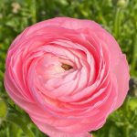 Add Ranunculus To Your Fall Planting To Do List | Home & Garden