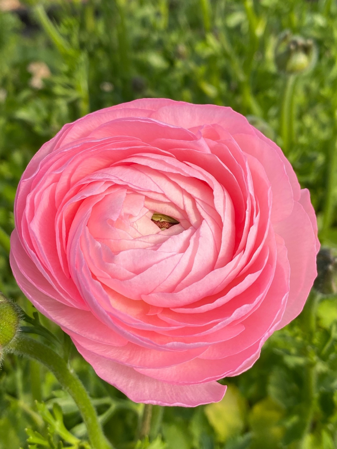 Add Ranunculus To Your Fall Planting To Do List | Home & Garden