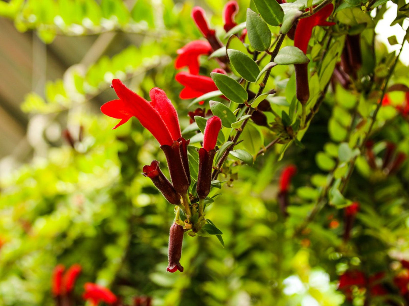 Aeschynanthus Lipstick Vine Info: How To Care For A Lipstick Plant